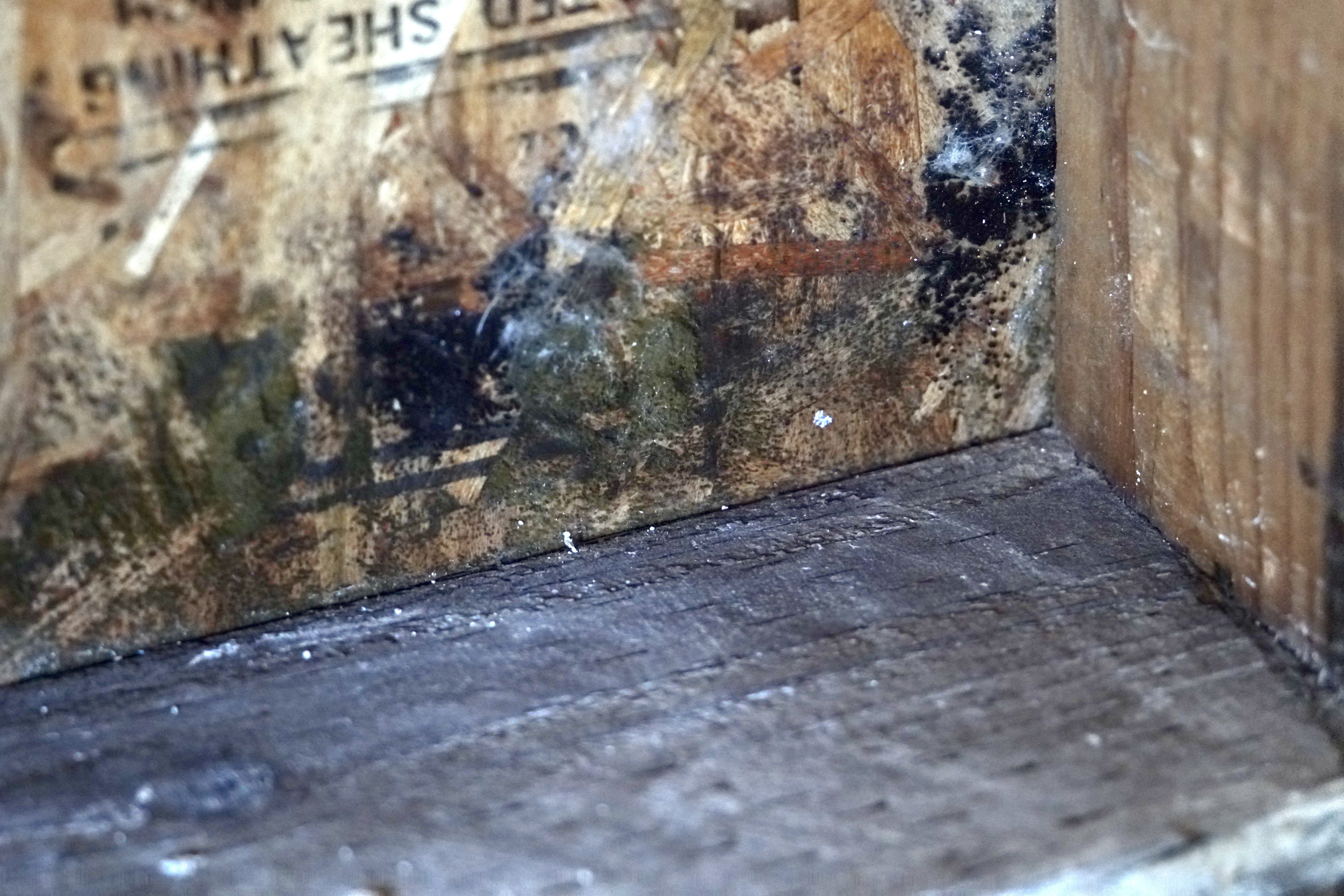 Professional Mold Mitigation & Remediation service in Santa Maria